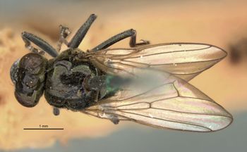 Media type: image;   Entomology 11172 Aspect: habitus dorsal view